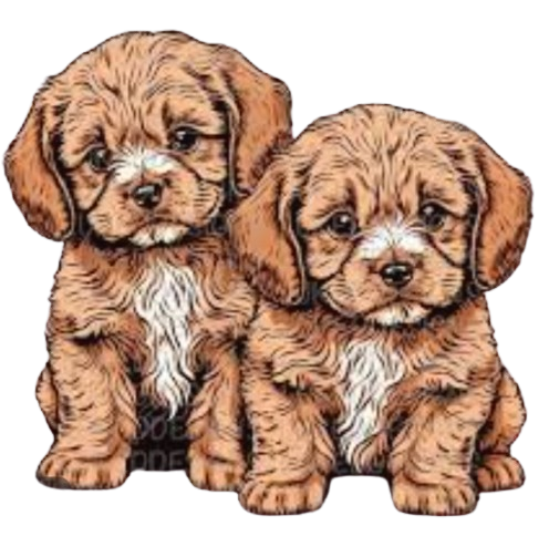 Cavapoo Puppy Home